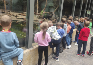 Mrówki patrzą na niedźwiedzia znajdującego się za szybą.